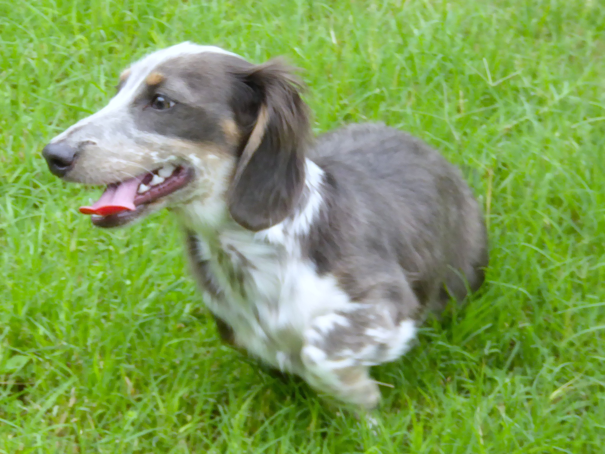 Schreiber's Dachshund Ranch