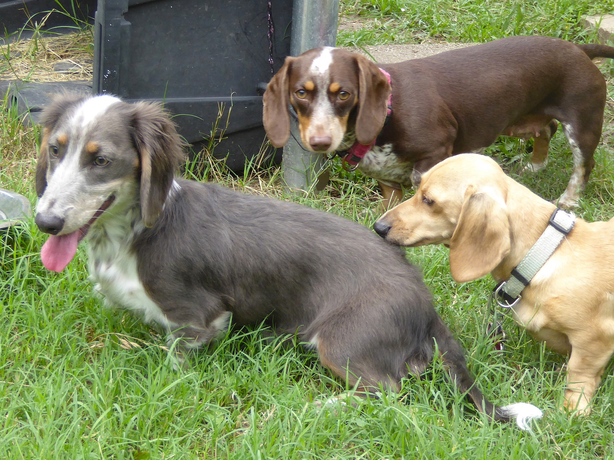 Schreiber's Dachshund Ranch
