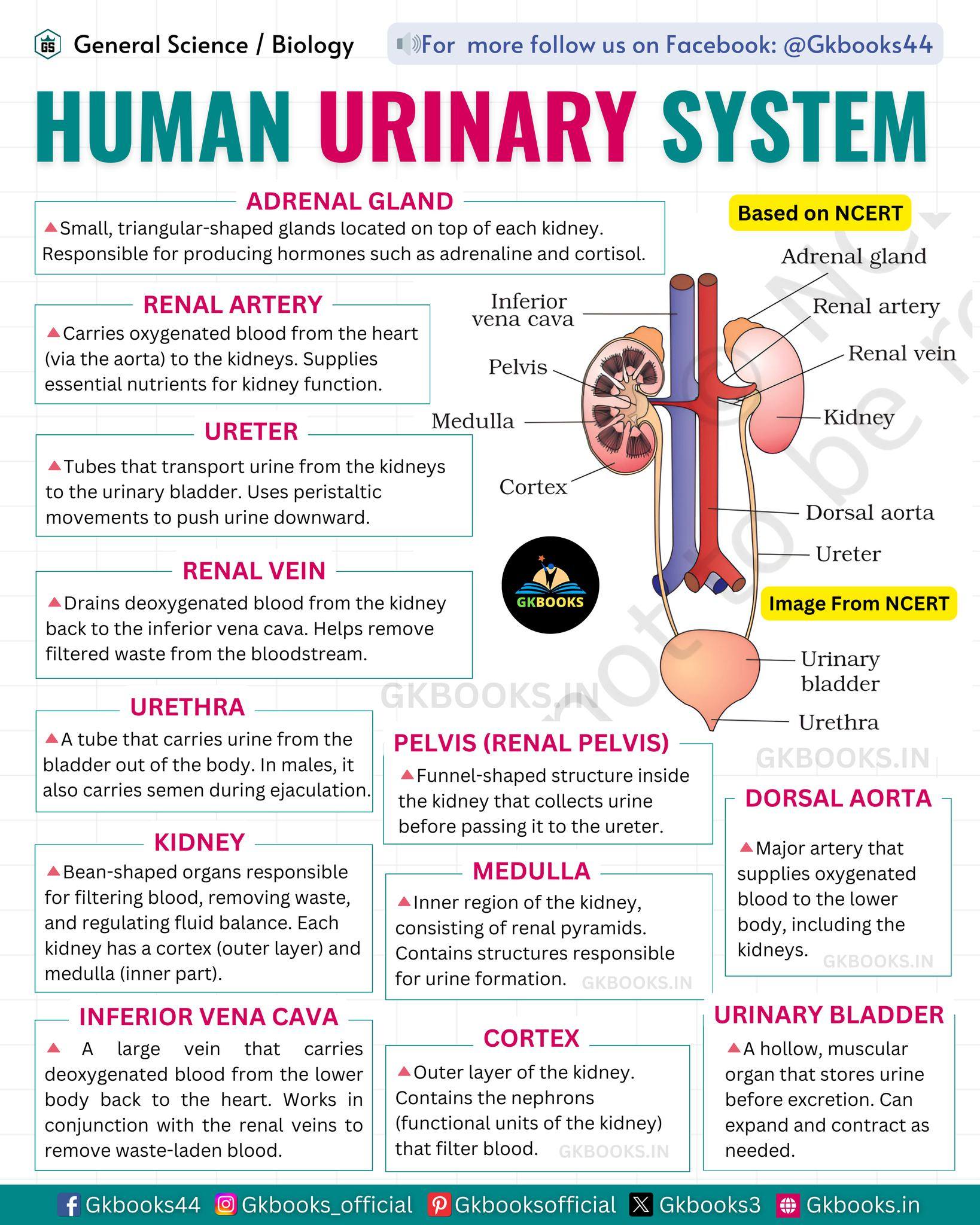 InfoPic Notes - Human Urinary System - Quick Revision... | Facebook