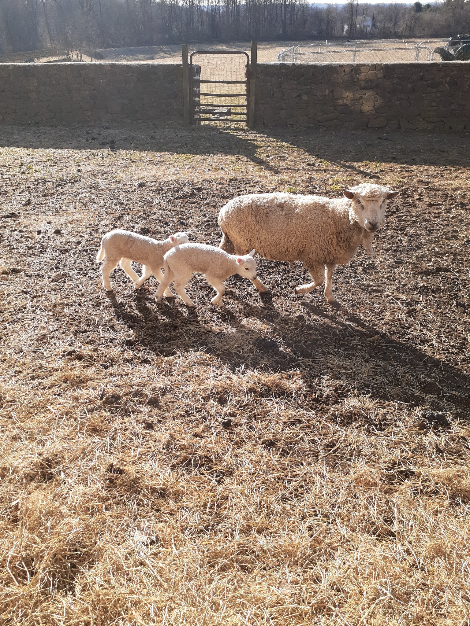 Stone Ridge Farm
