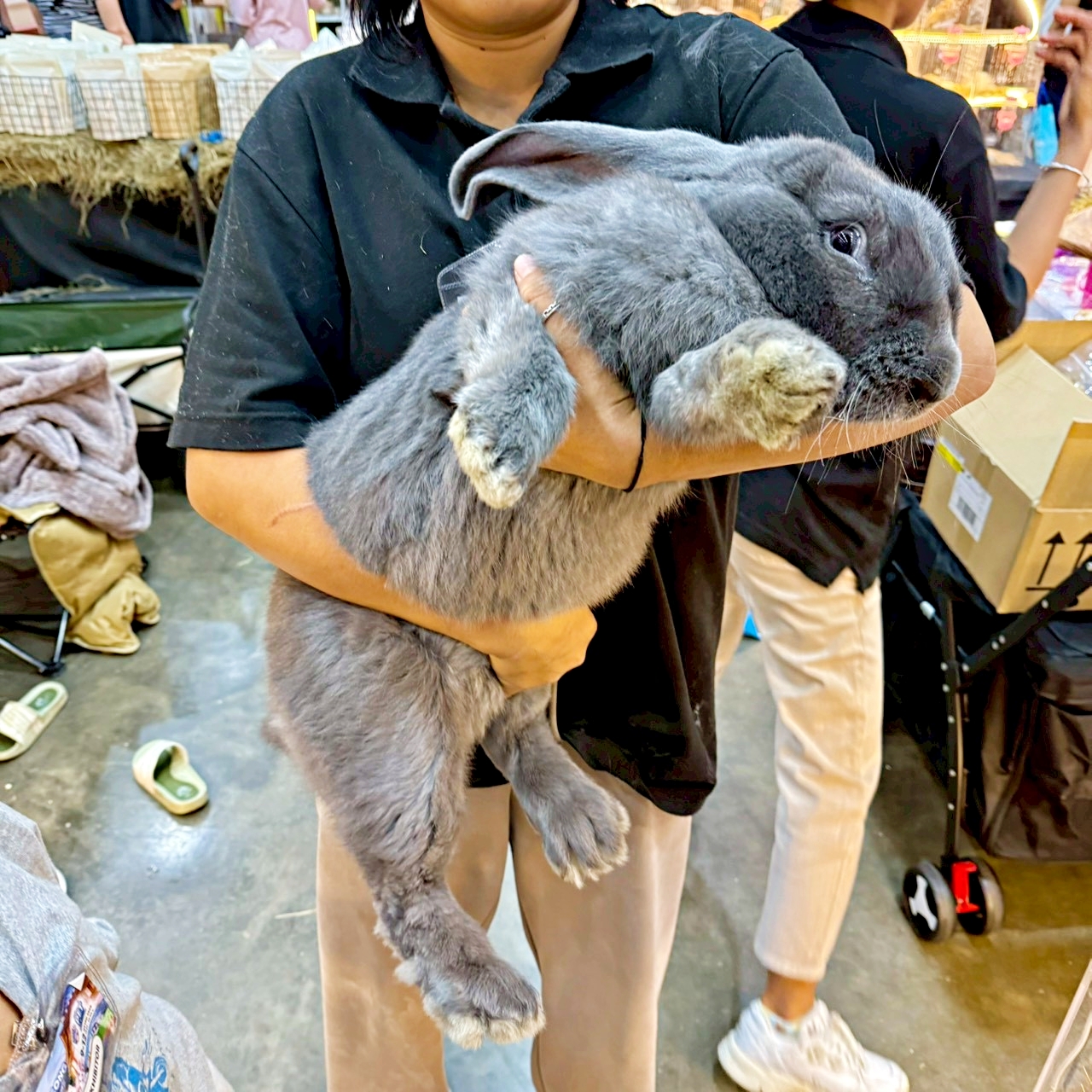 Sale - 🐱 Rabbit & Cavy Zone เปิดตัวครั้งแรกในไทย! พบกับ “กระต่ายยักษ์ ...