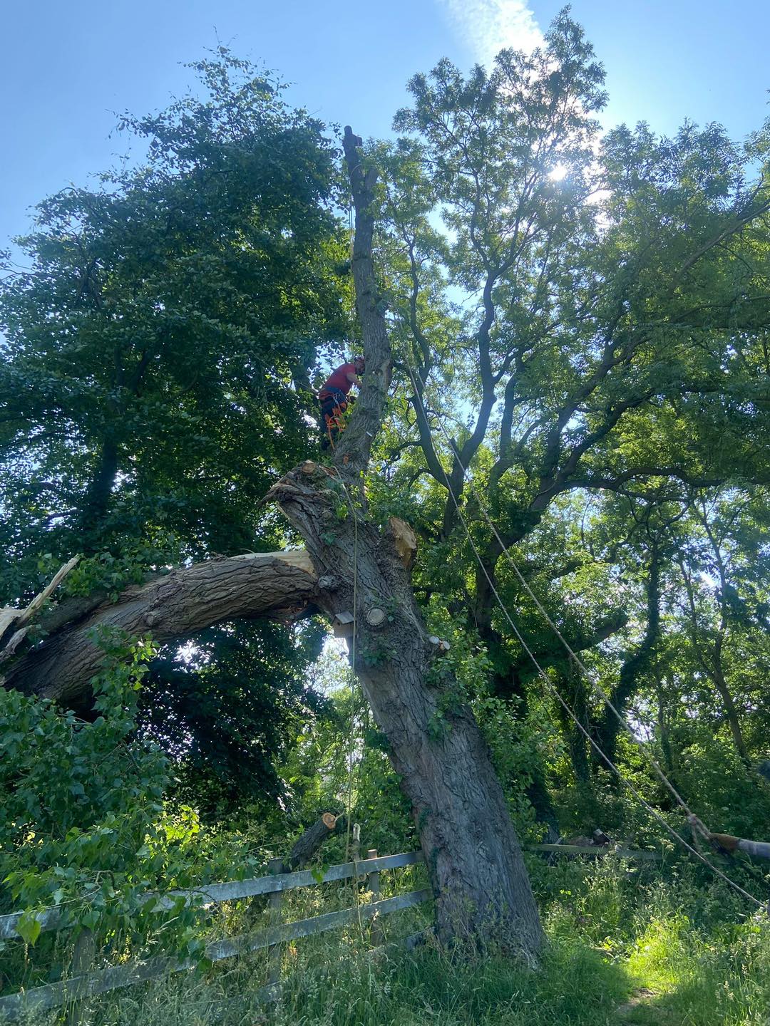 Michael Johnson Tree Surgery Ltd