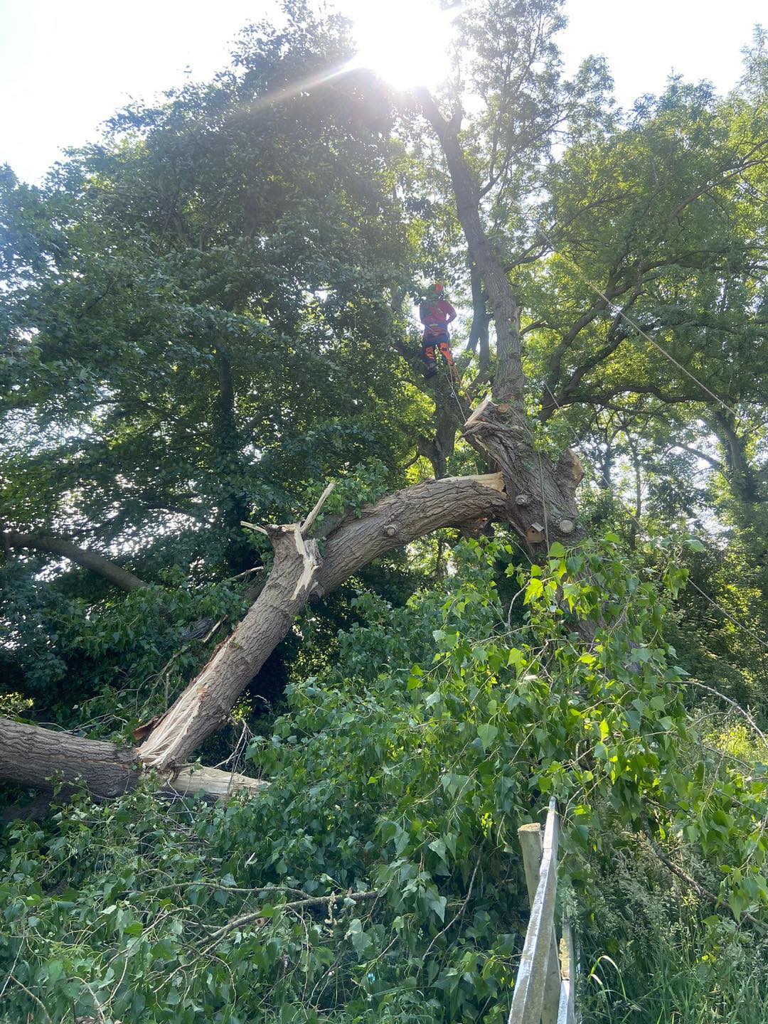 Michael Johnson Tree Surgery Ltd