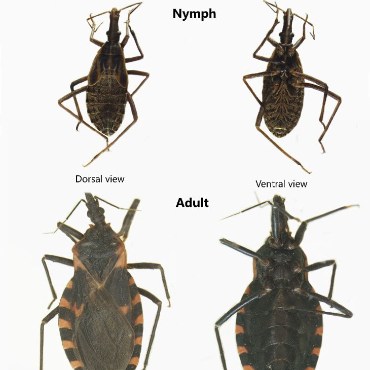 Belize - Today is World Chagas Disease Day. 🌎 Chagas disease ...