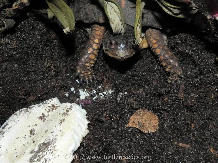 Turtle - Do you leave a cuttlebone in your enclosure? We leave one in ...