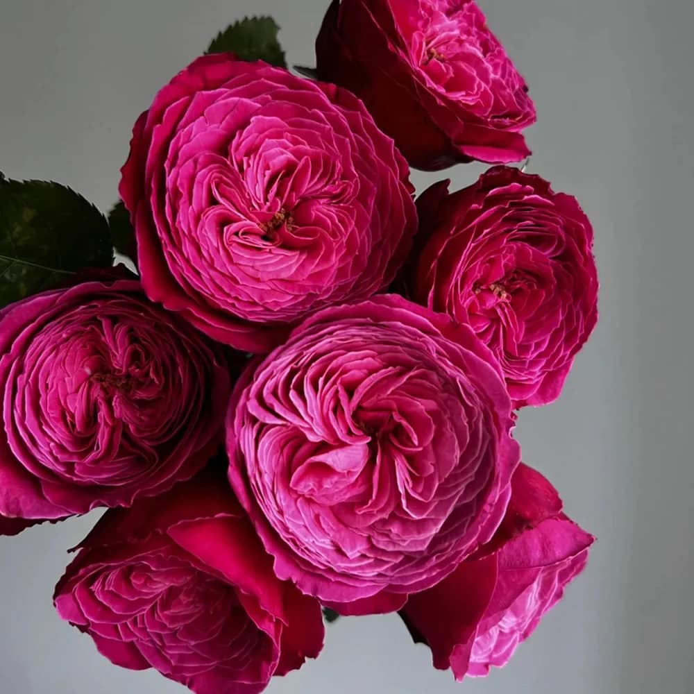 YUZEN ROSE ( Japanese rose) 🌷🌷🌷🌷🌷🌷🌷🌷🌷🌷🌷 -Bred by Keiji