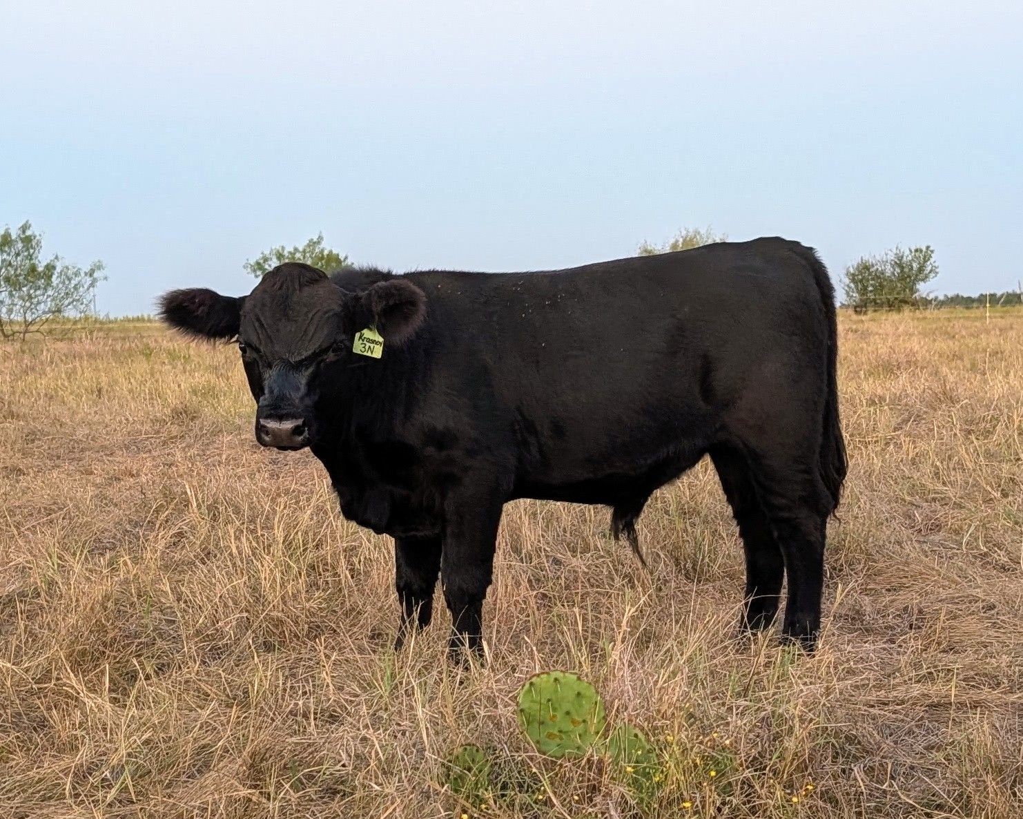JBarT Livestock - EZ Premier 62P - AI Sire of 