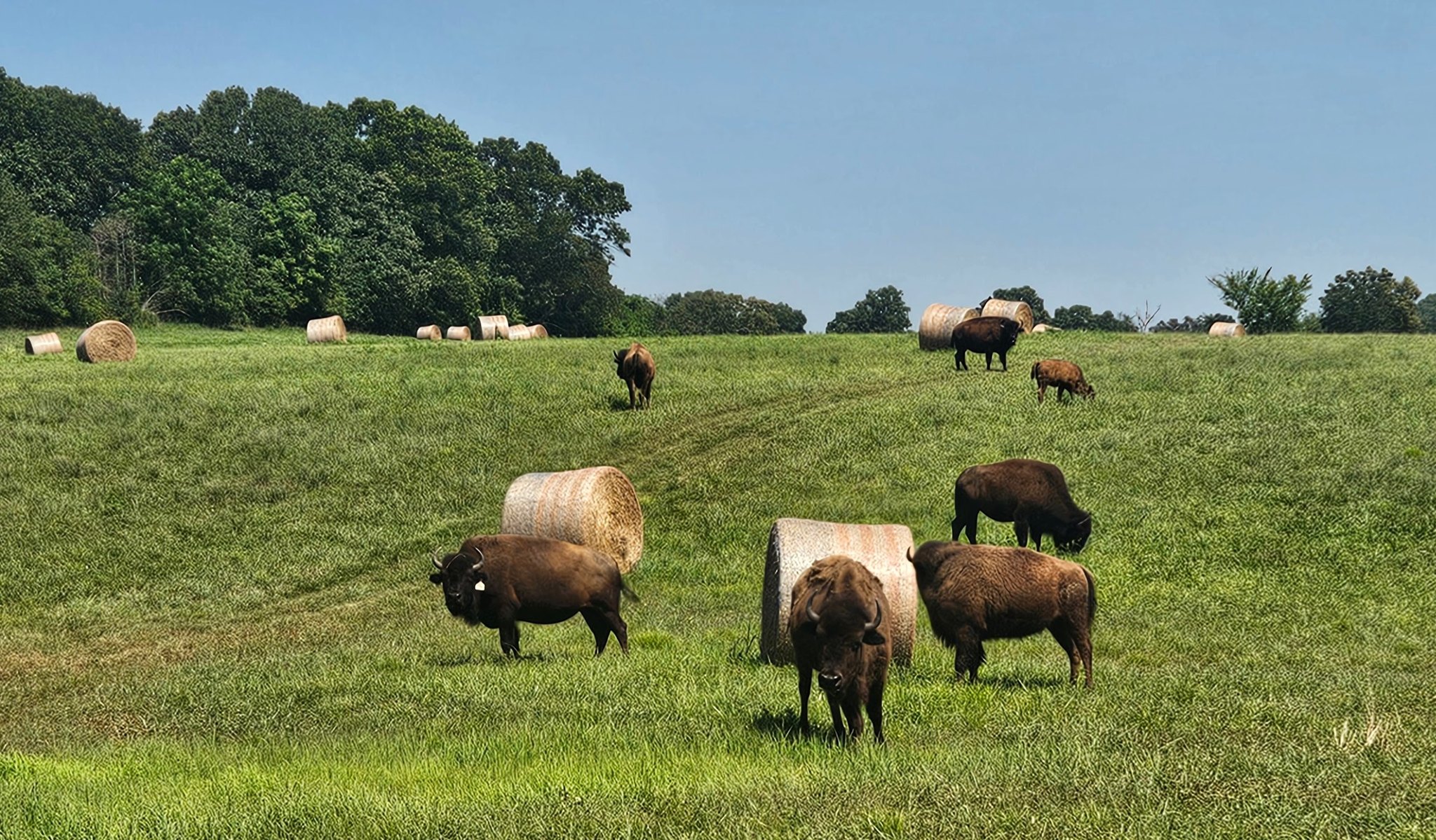 Dora - Had to take a picture of the Teeple's buffalo posing in front of ...