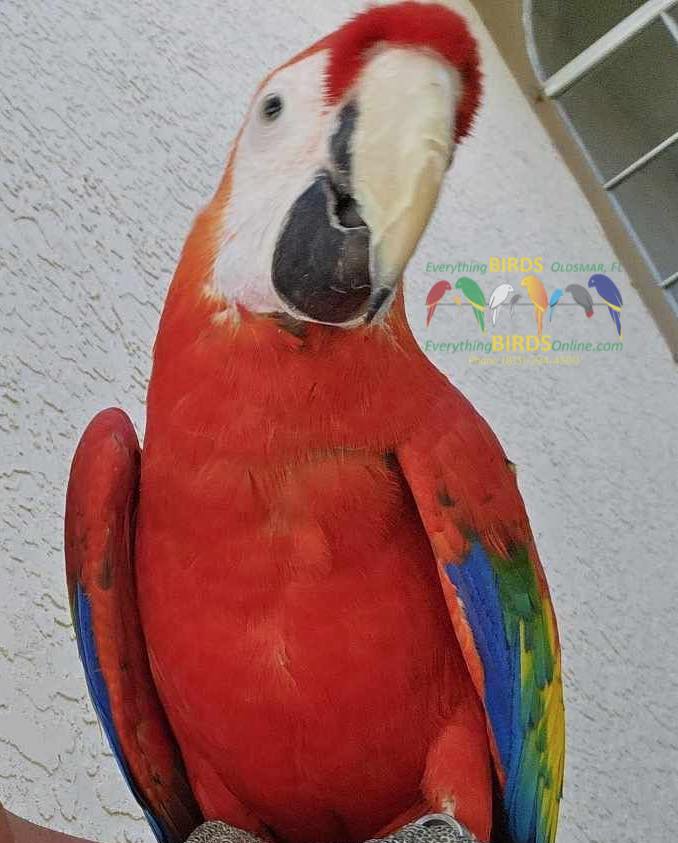 Friends in Tampa, a customer had their scarlet macaw go missing an