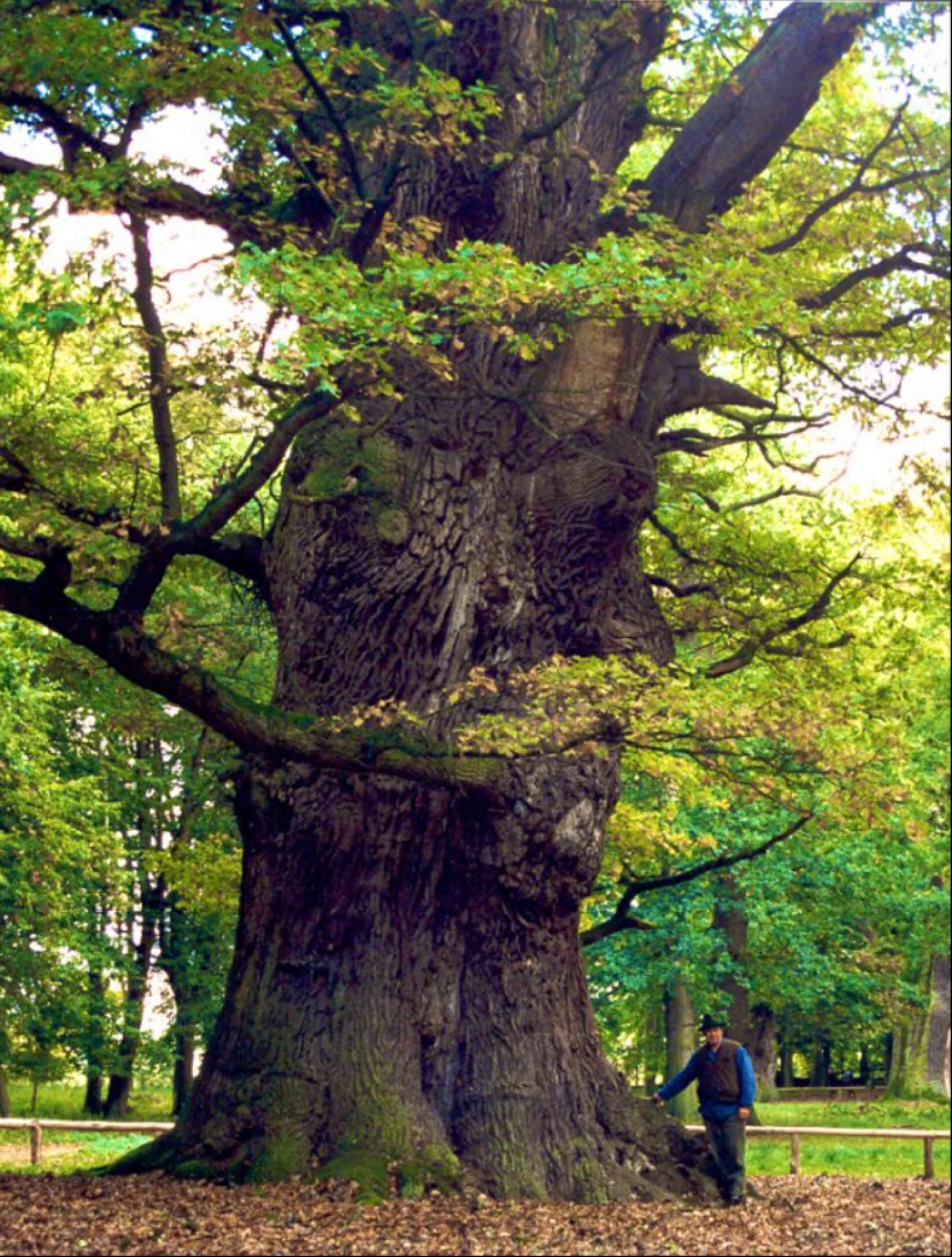 Royal Tree Service | Kirkland QC