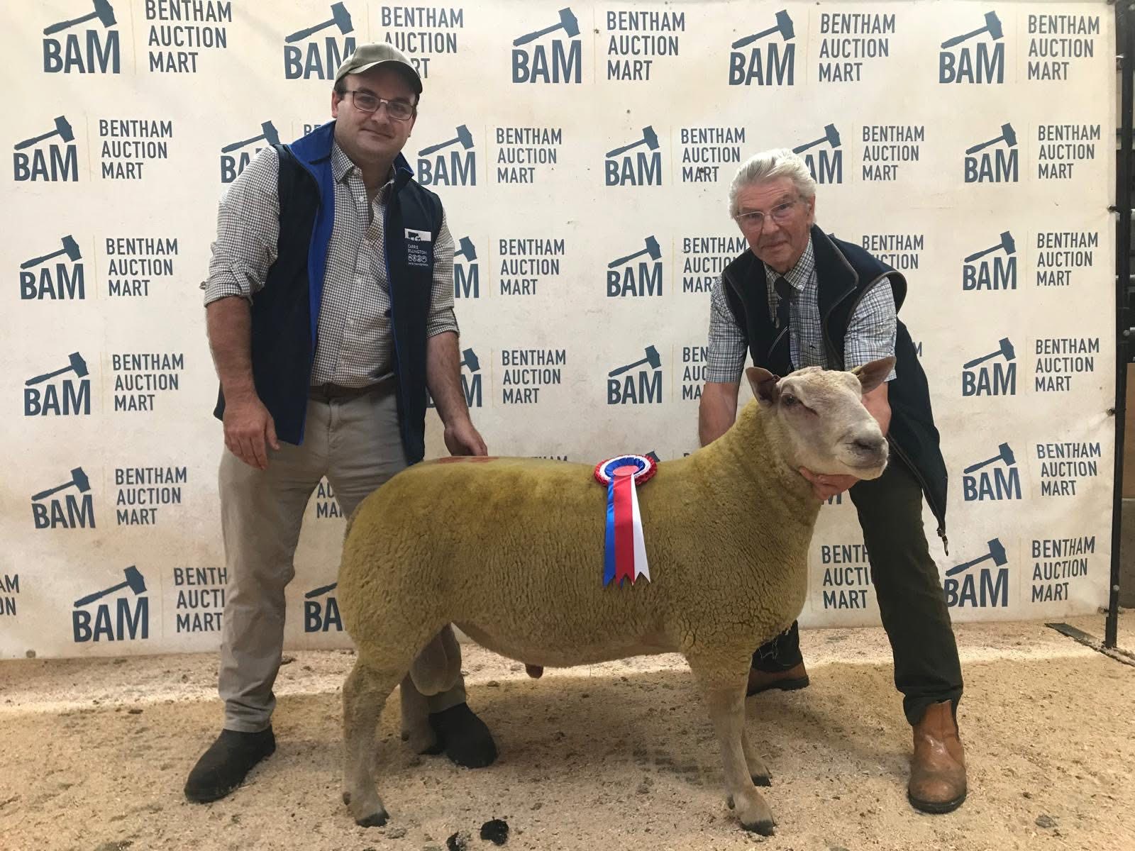 CHAROLLAIS SHEEP - ⭐RARE OPPORTUNITY TO BUY SOME OF THE BEST EBV FEMALE ...