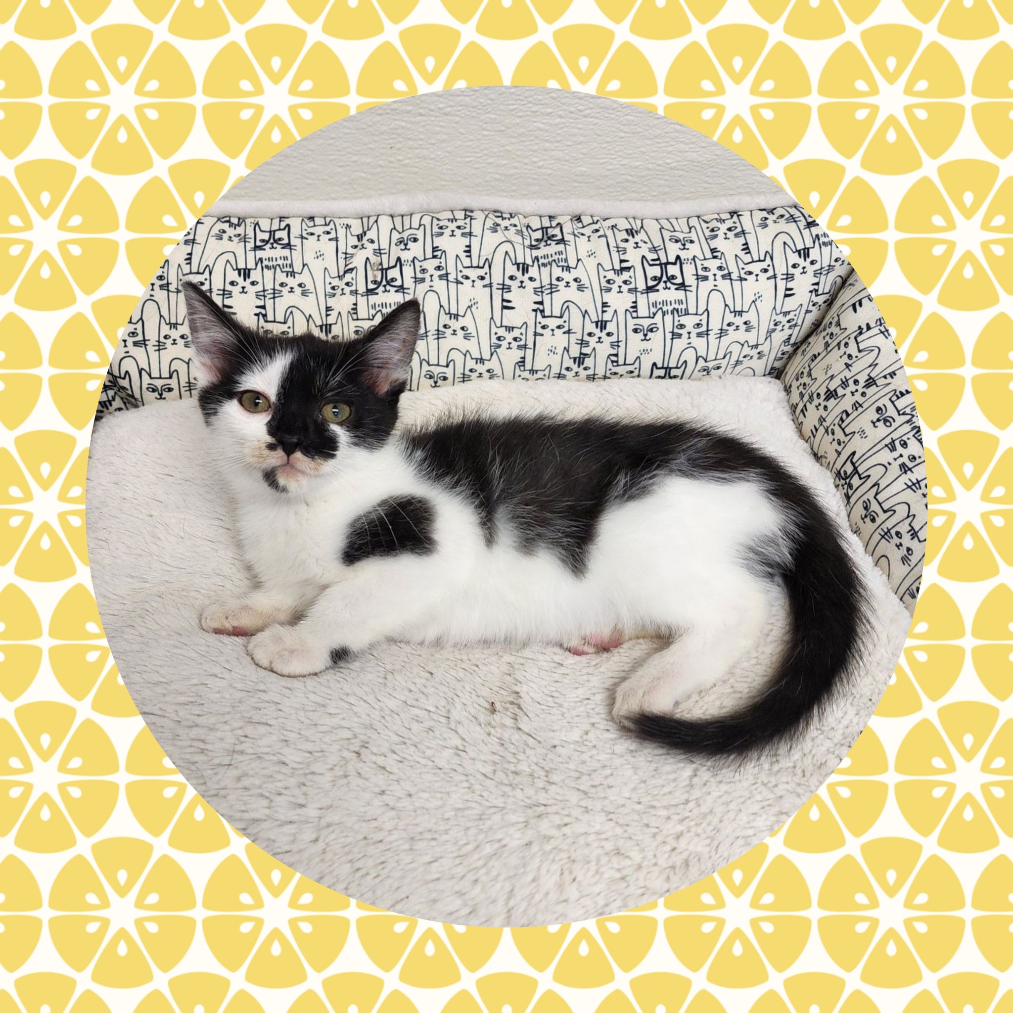 Meet Aurora, adoptable domestic short hair mix cat