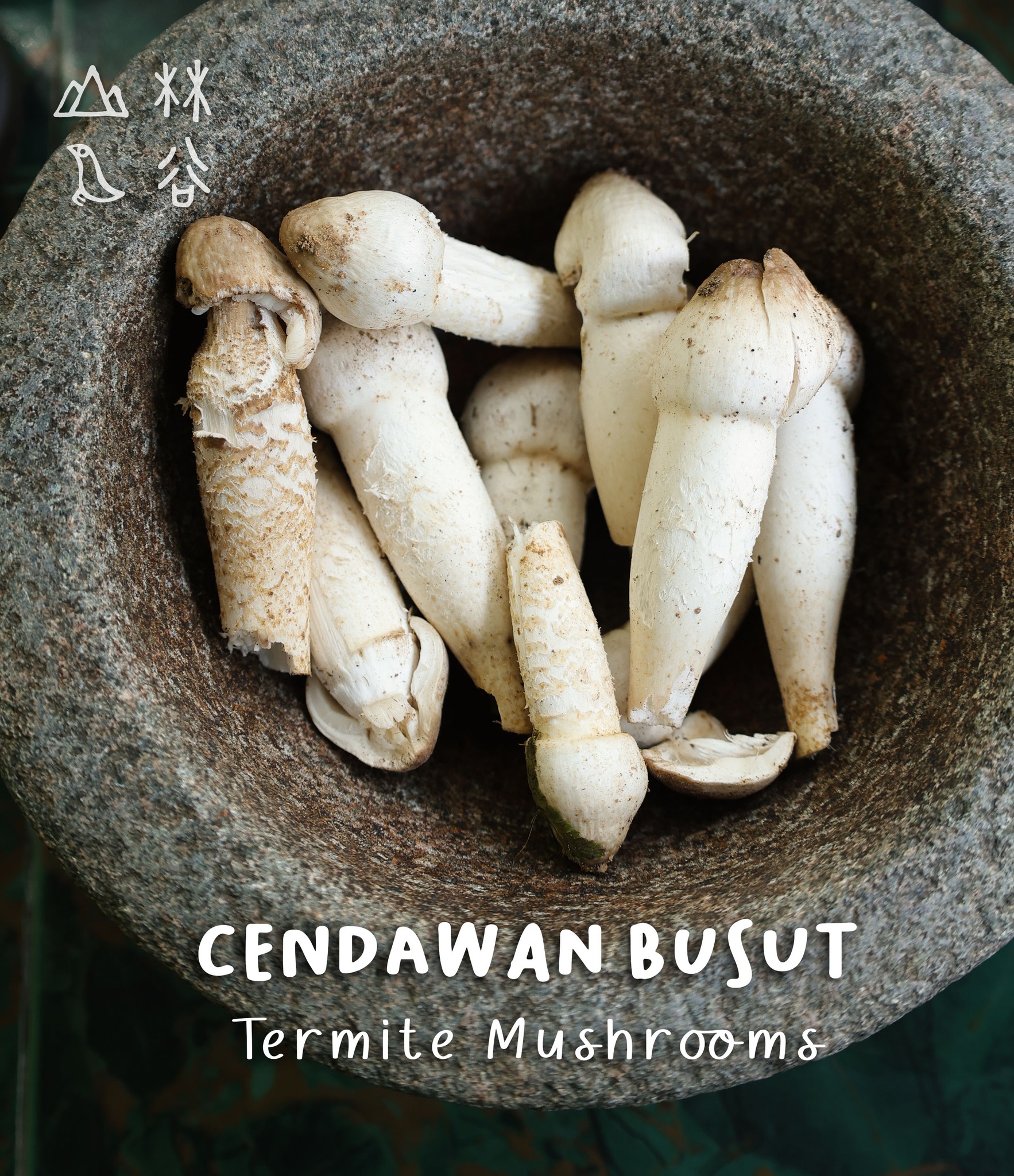 Turi Valley | Chenderiang
