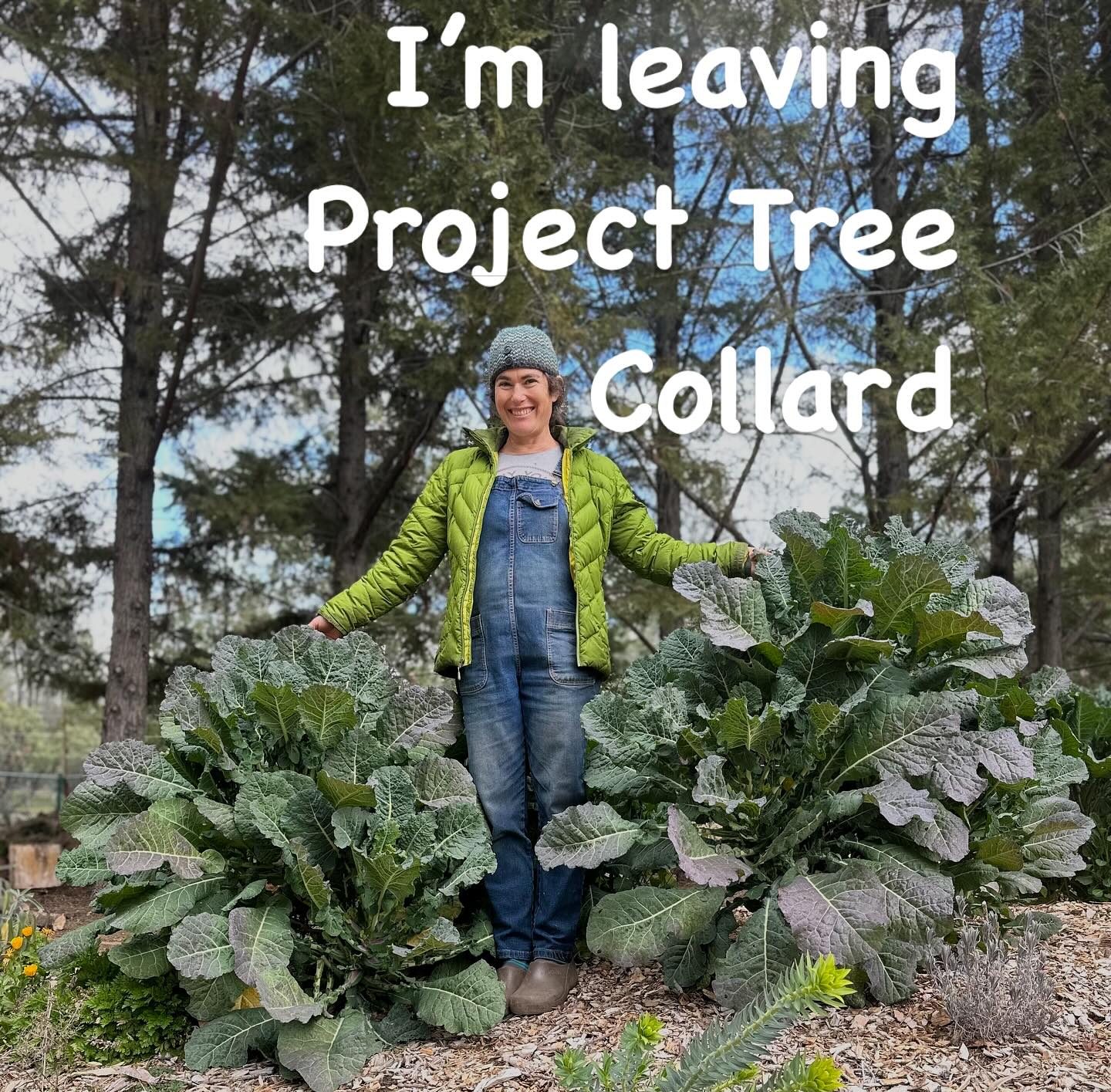 Project Tree Collard