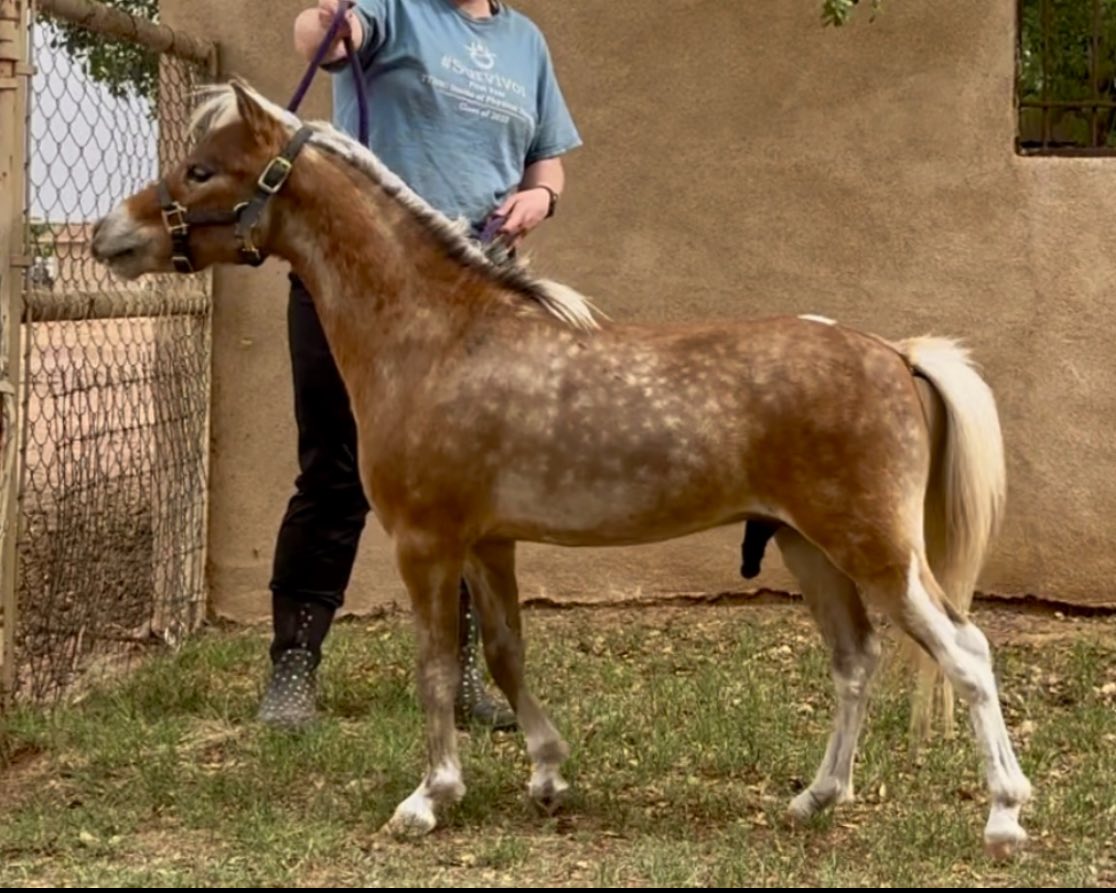 High Plains Ranch... - High Plains Ranch Miniature Horses