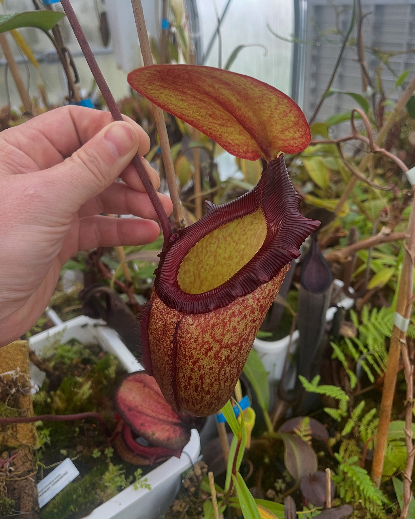 Nepenthes rajah x mira is a cool hybrid that is a lot easier 