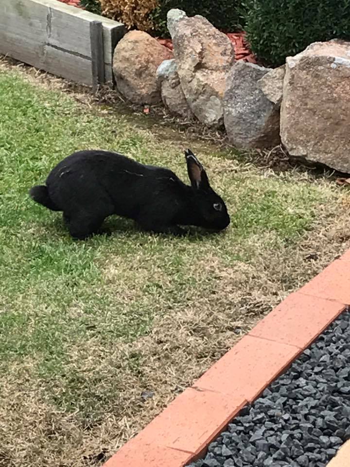 Canberra Notice Board Group | Has anyone lost a black bunny rabbit in ...