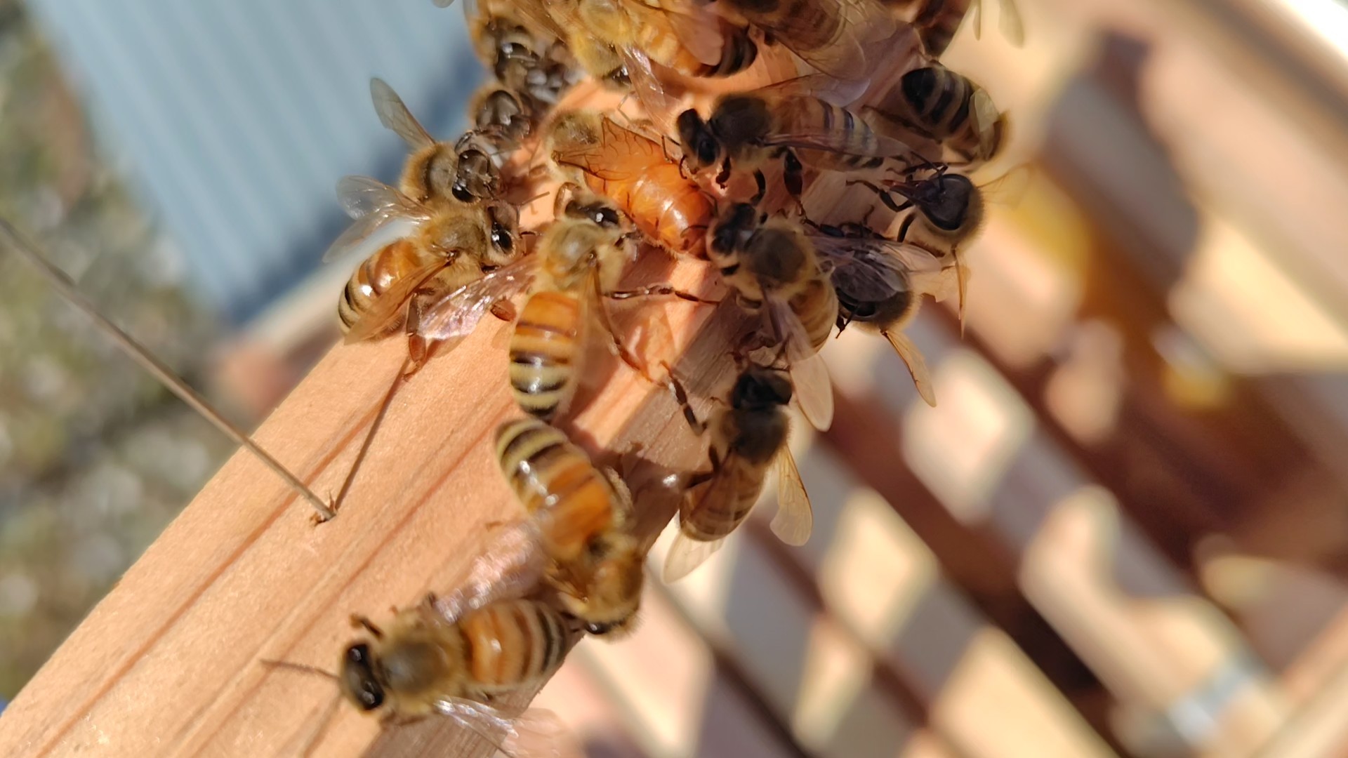 自宅庭の西洋ミツバチを捕獲して2週間経ち内見してみました。 西洋 
