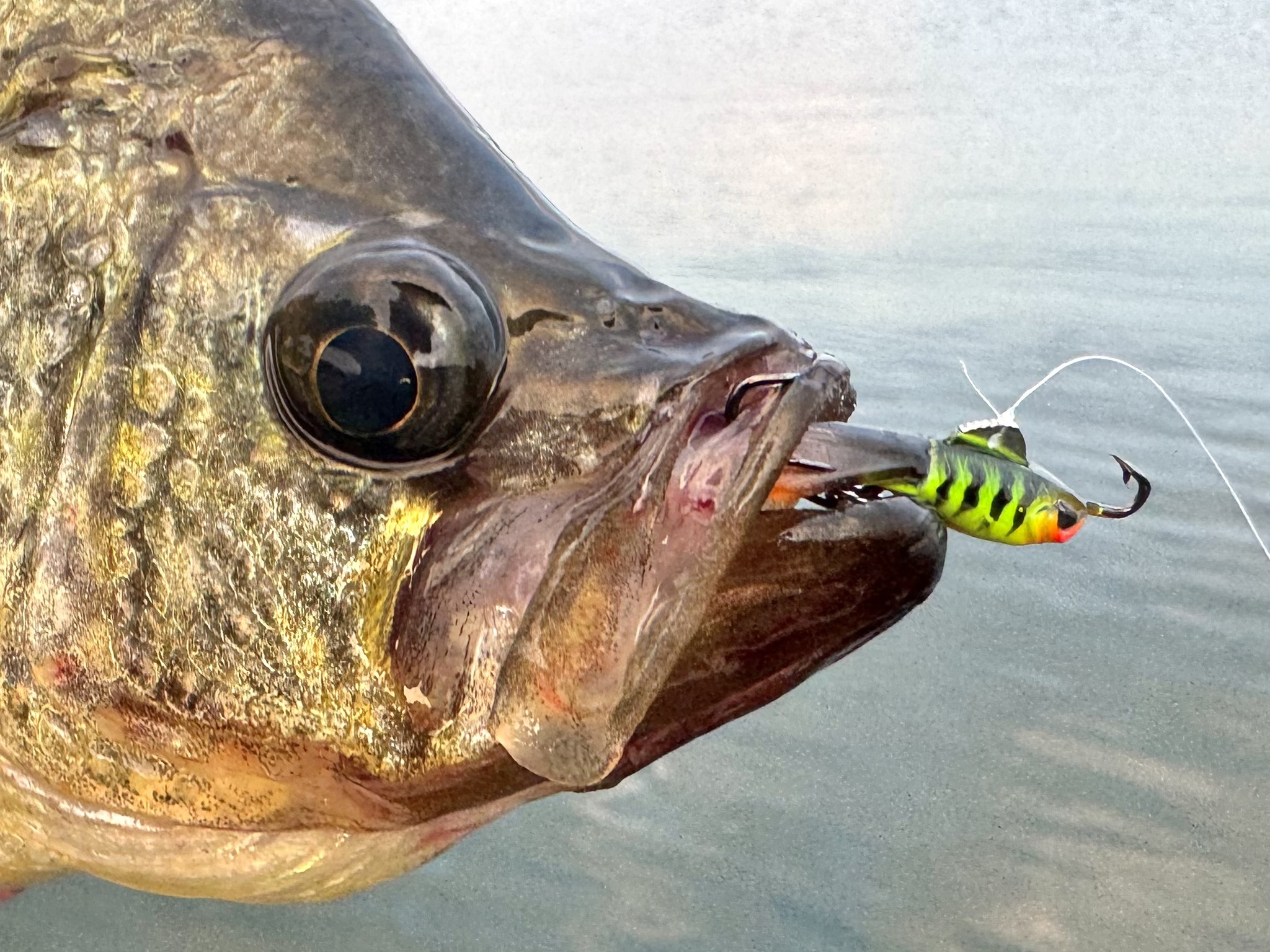 Find fall panfish fast with the... - ACME Tackle Company | Facebook