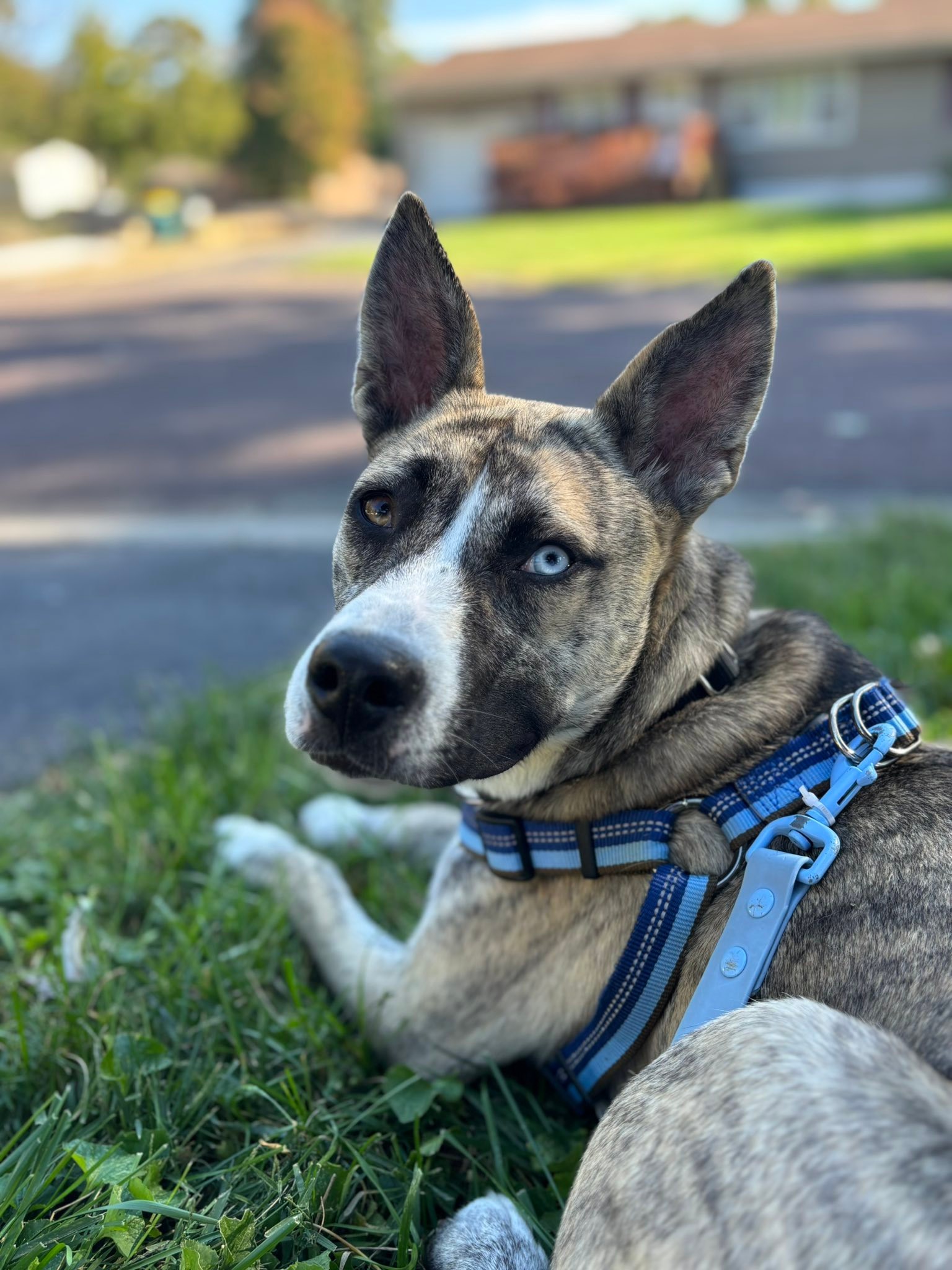 Lucky 13 Rescue - Meet Raleigh! 🩷 Raleigh is 10 months... | Facebook