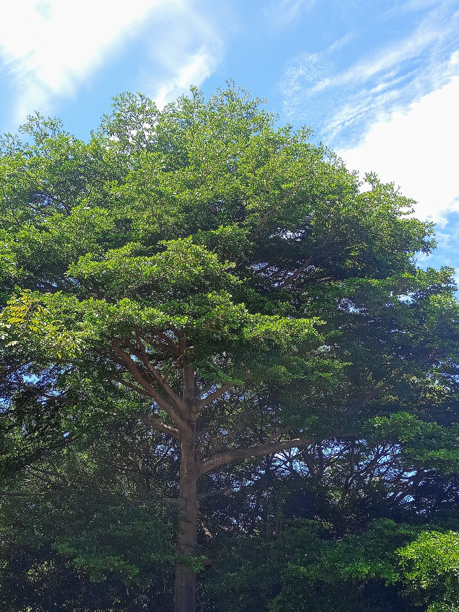 福伯論壇 - 雨傘樹，禪意濃 許多公園內常見的這種樹，由於葉片小，結的果實像小型橄欖，故稱“小葉欖仁”。特別是，它的樹冠呈尖塔層狀的傘形，又名 ...