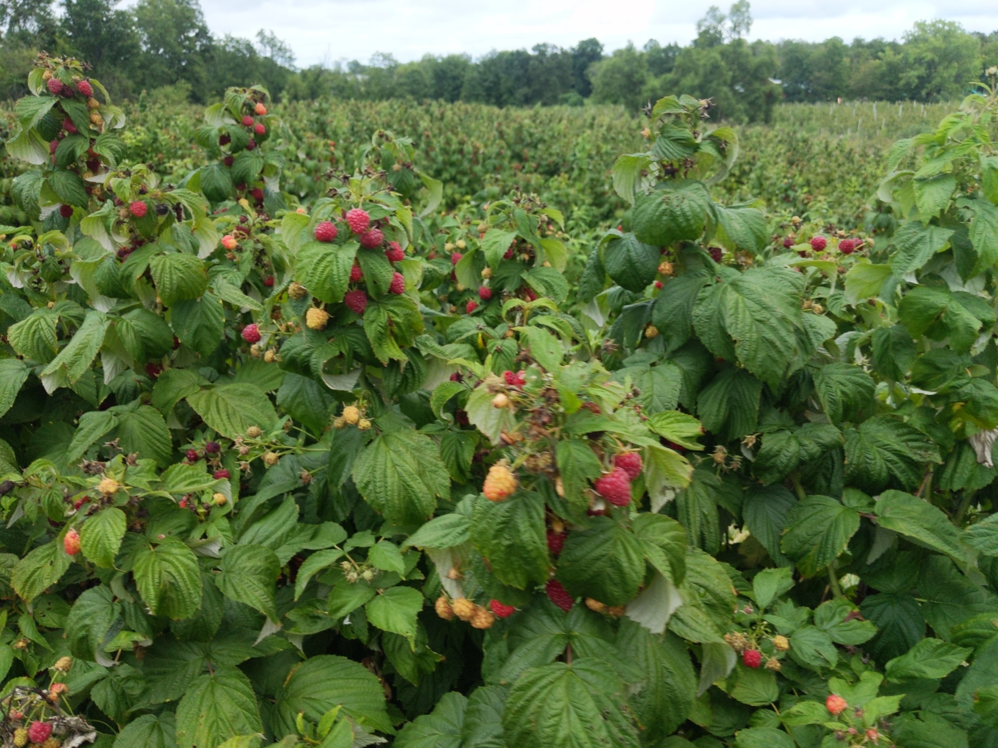 The Fall Raspberries... - Ransom Sage Farm - Chardon, Ohio | Facebook