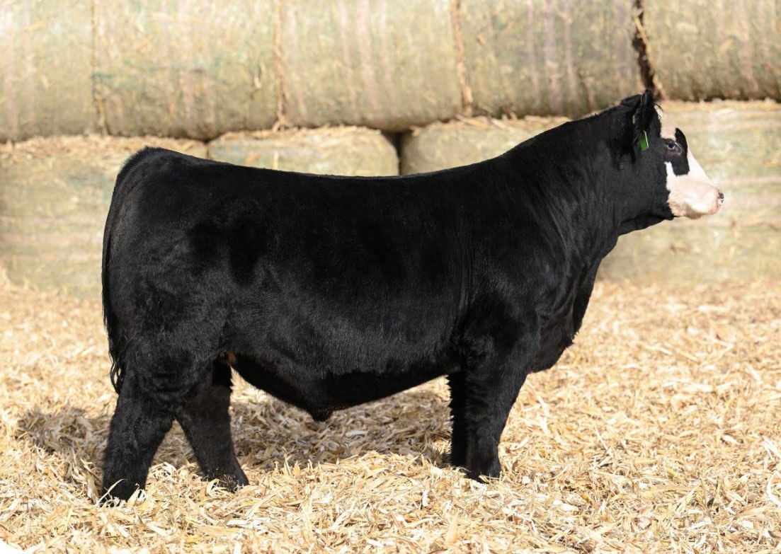 Genesource - NEW PUREBRED SIMMENTAL BULL AT GENESOURCE!... | Facebook