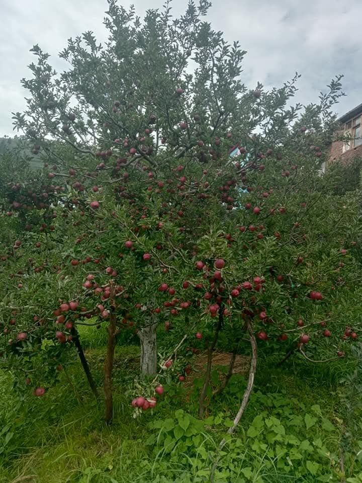 D D Kaith Orchard Dalog | Rampur Bushahr