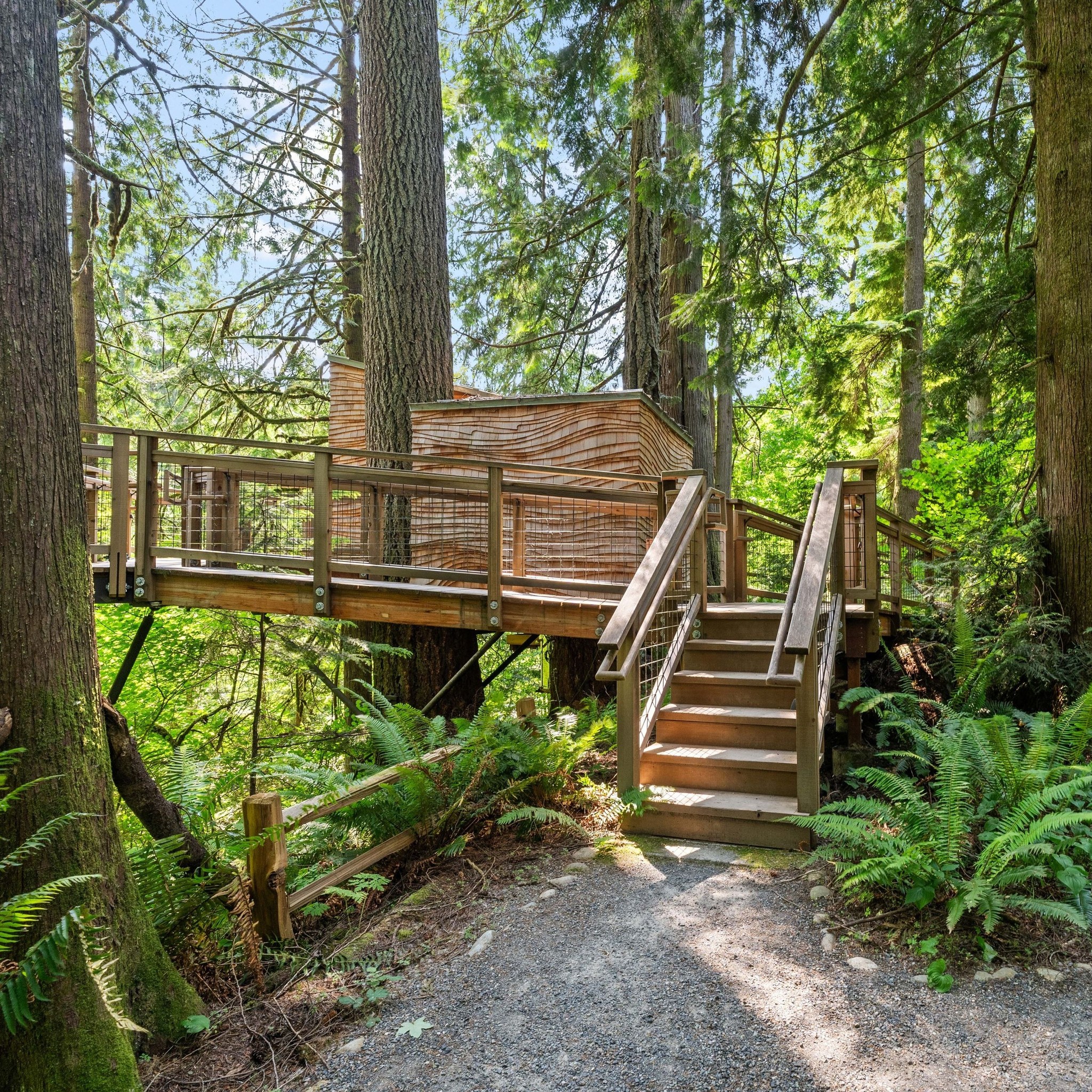 Treehouse Point - Did you know? 🤔 Ananda is a the first... | Facebook