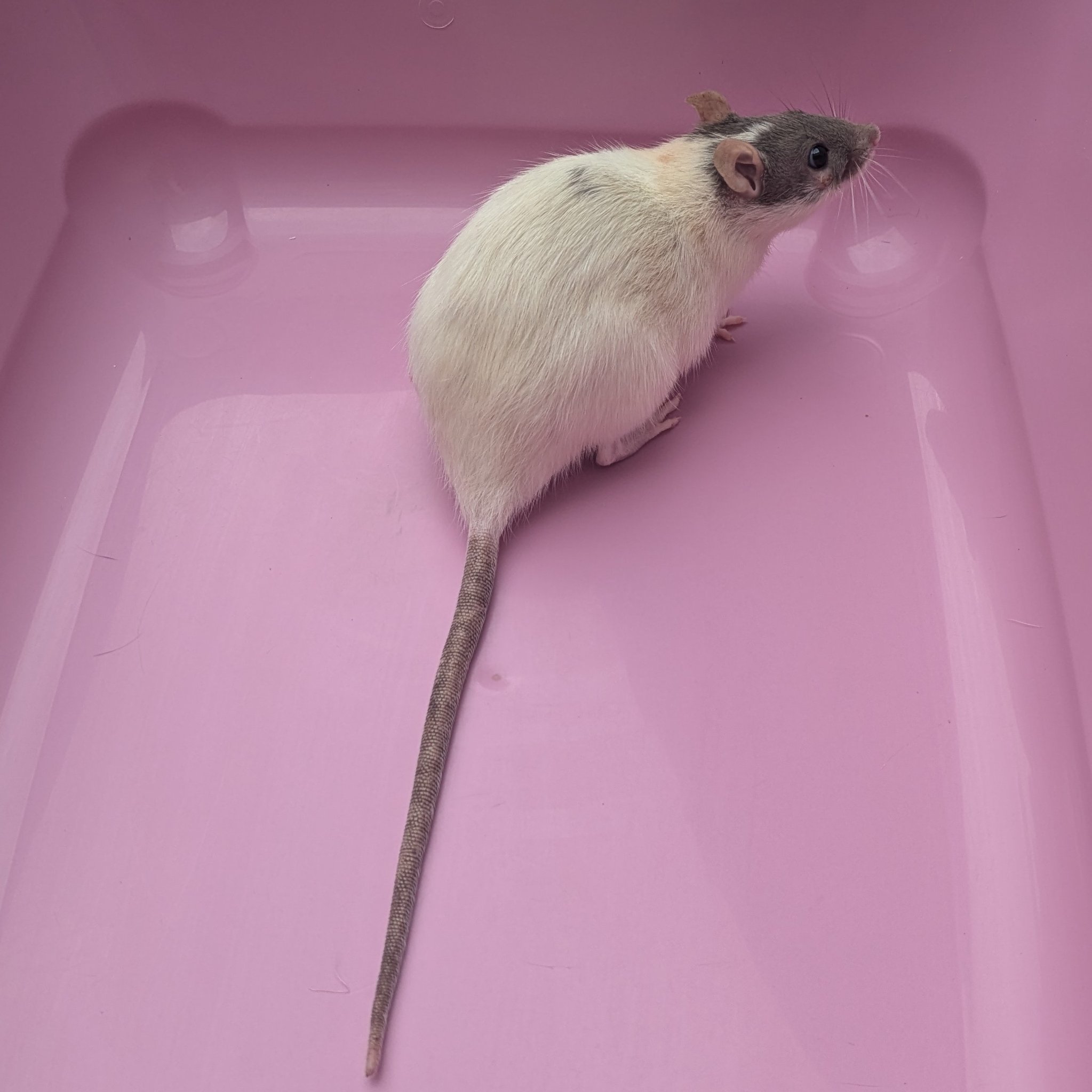 Gerbil - Name - Sheila the shed rat. Arrival date - 21/08/25. Age on ...