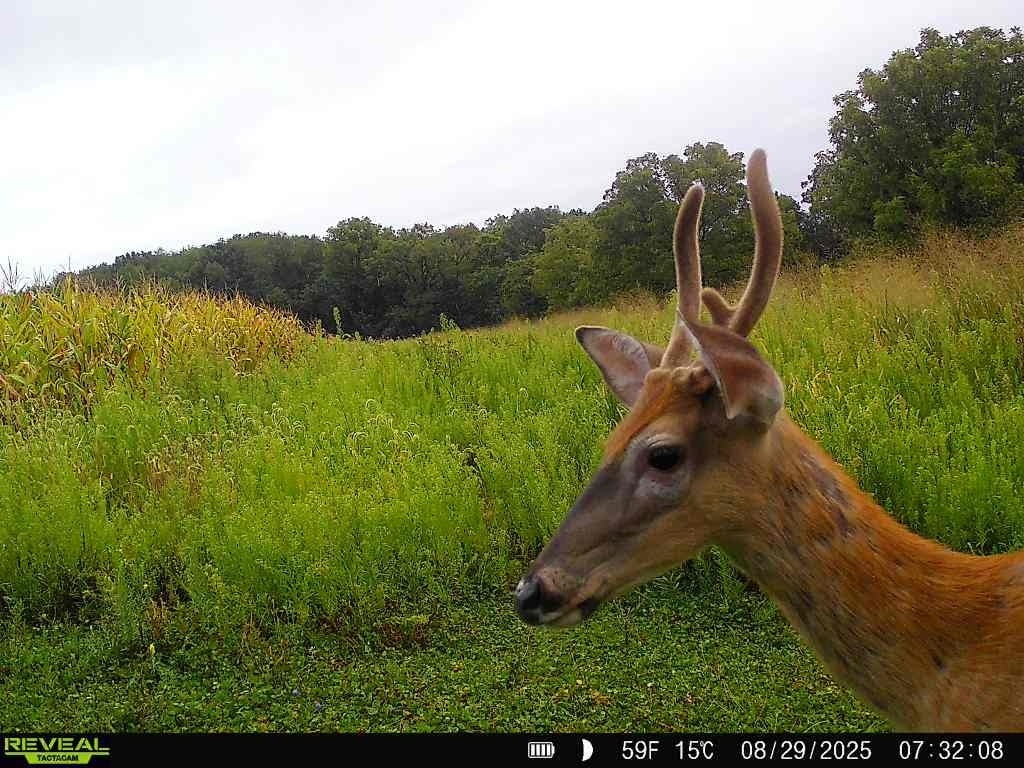 Best HD Pictures about  Blue Hill Wildlife Nursery  with No AI Images