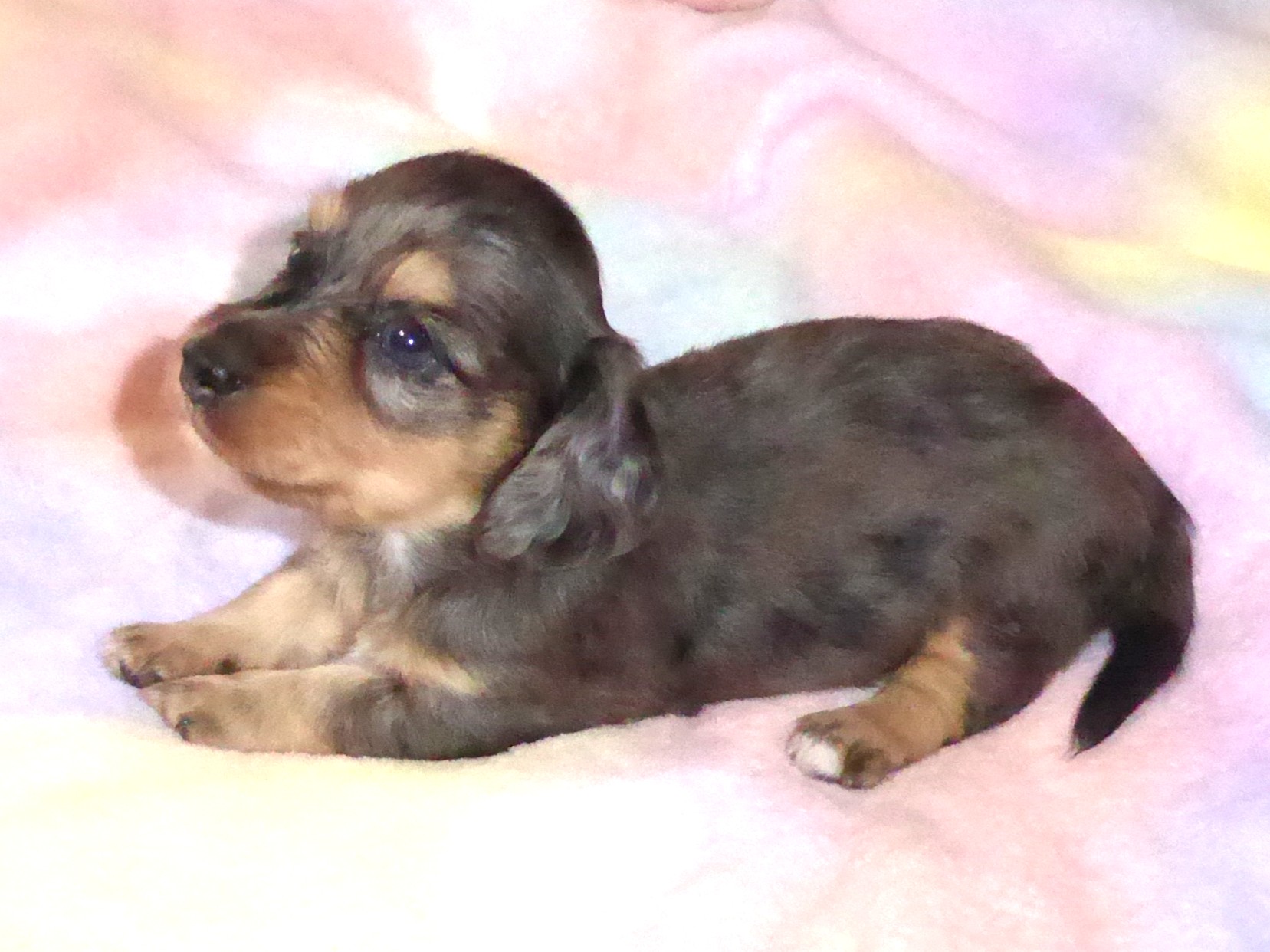 Schreiber's Dachshund Ranch