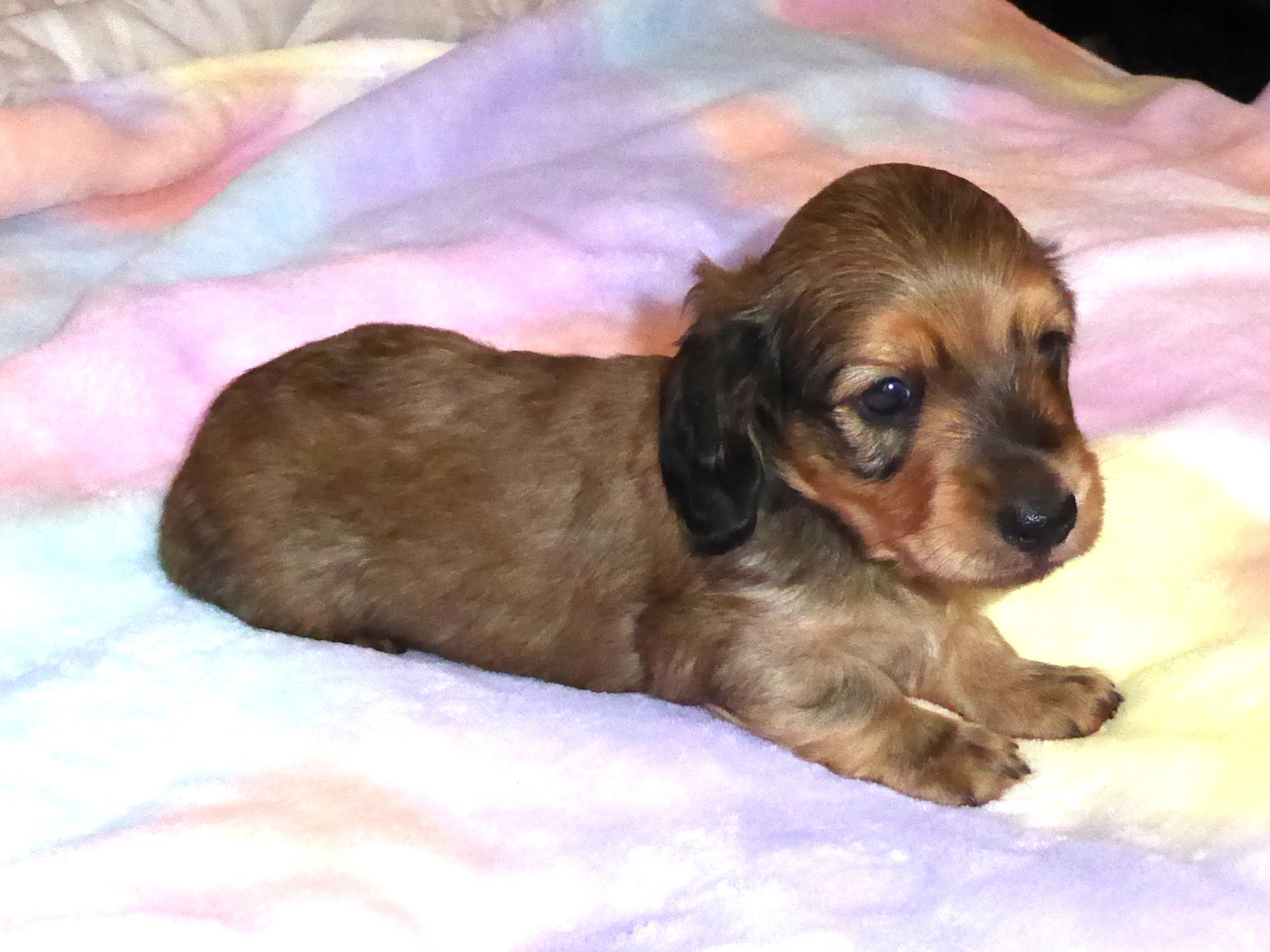 Schreiber's Dachshund Ranch