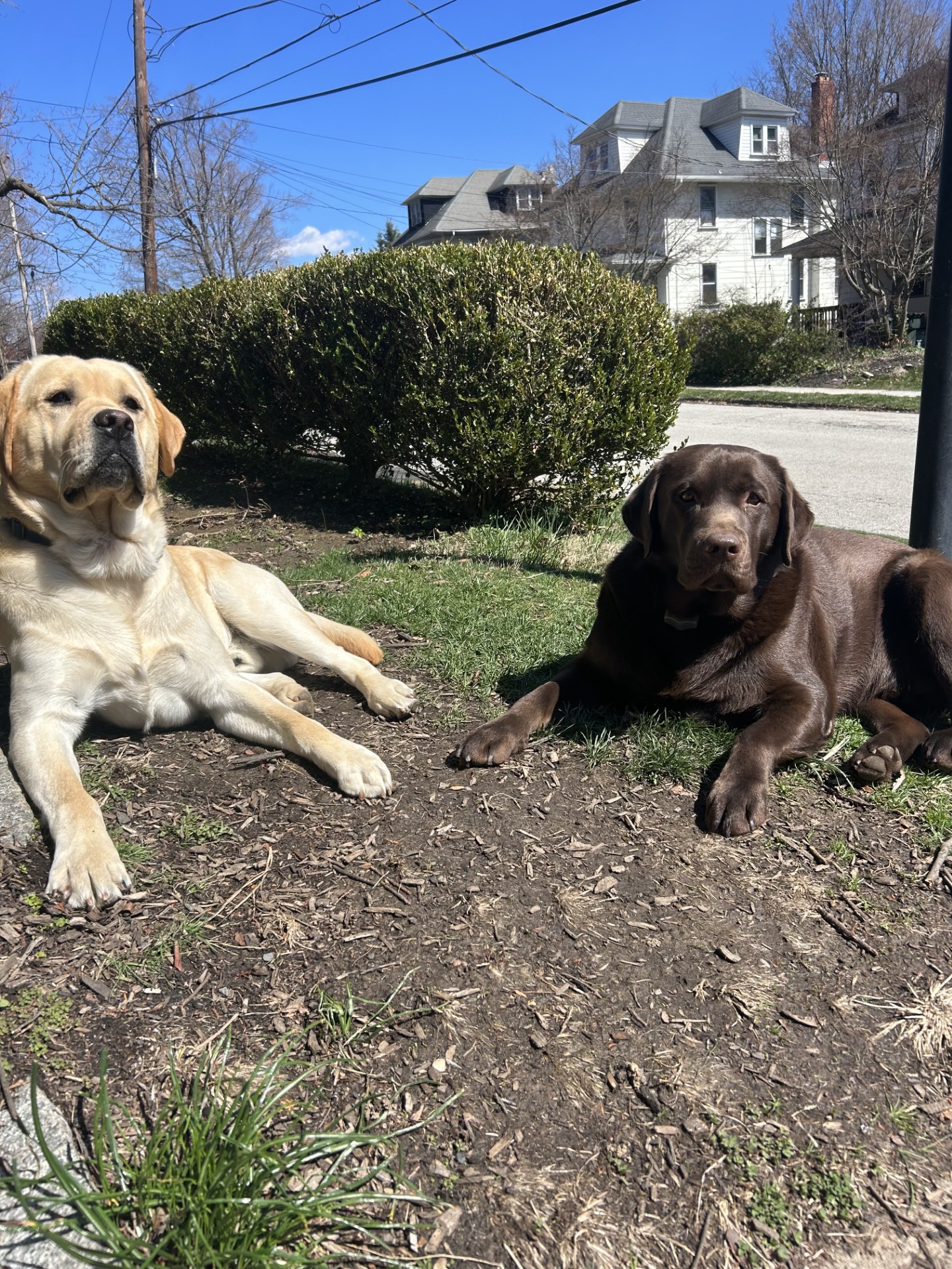 The chocolate fellow... - T-Bar Country Labrador Retrievers | Facebook