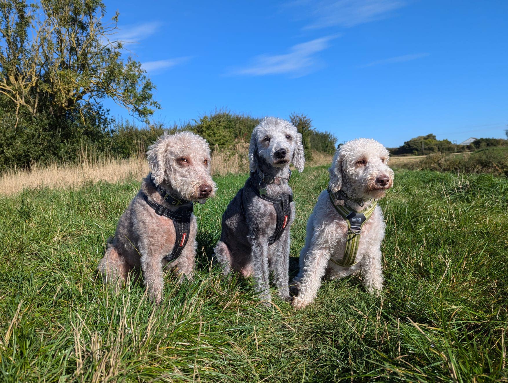 special-late-bedlington-terrier-rescue-foundation-facebook