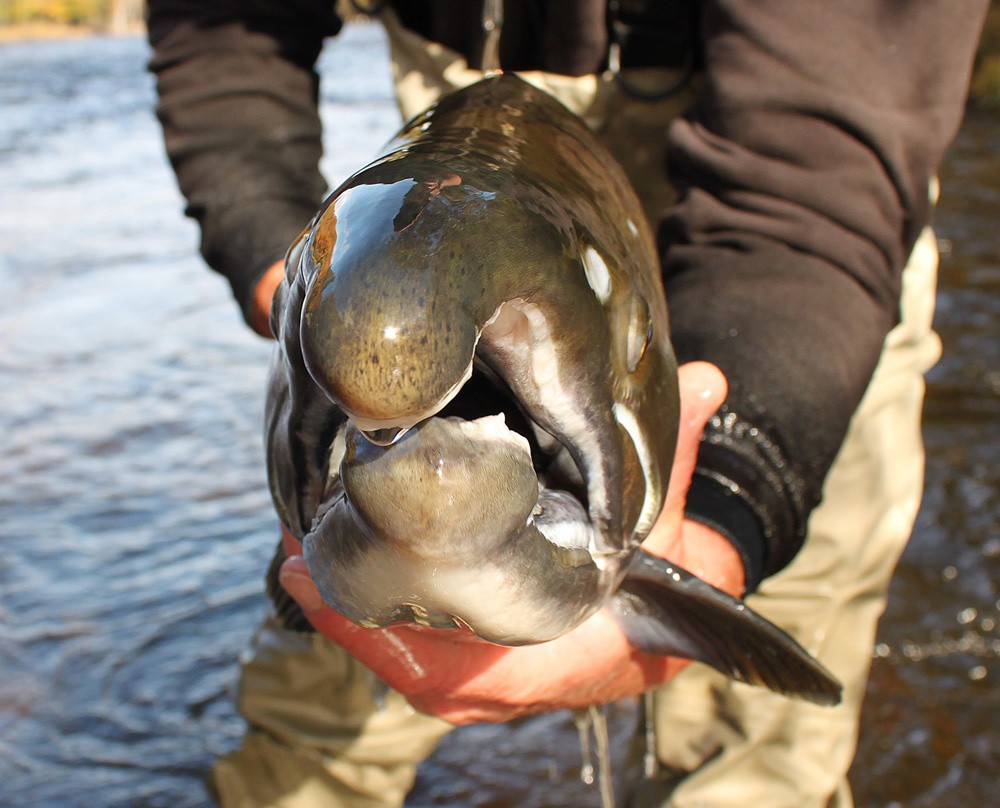 On - Each autumn, when most coastal anglers are focused on striped bass ...