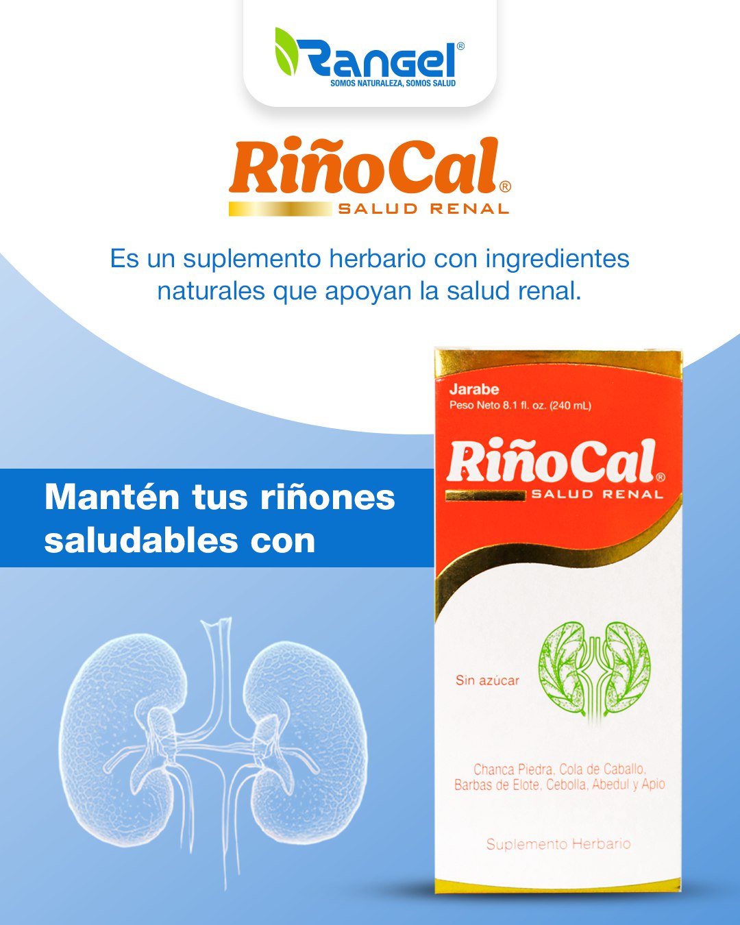 Laboratorios - Mantén tus riñones saludables con RiñoCal, un suplemento ...