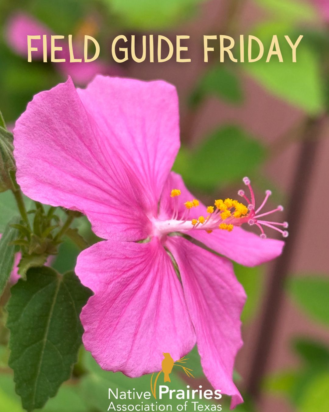 Field Guide Friday:... - Native Prairies Association of Texas | Facebook