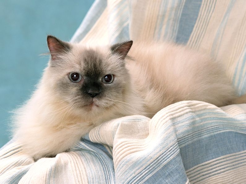 Ripple Cat