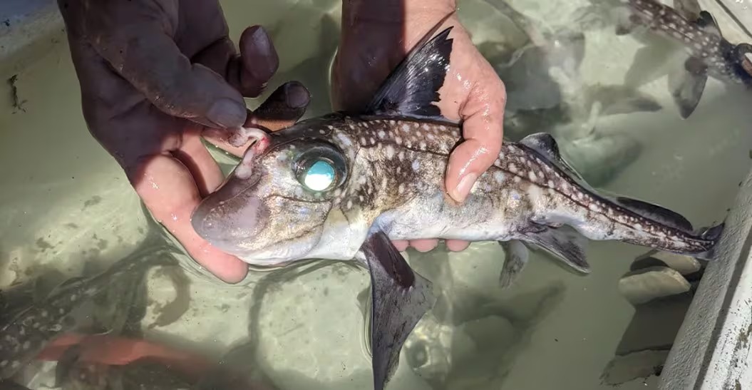 El - Así son los extraños #peces rata: tienen dientes en sus frentes y ...