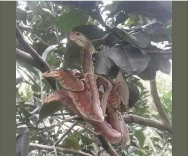 InStyle - When I first saw this, I was sure it was a snake and I was ...