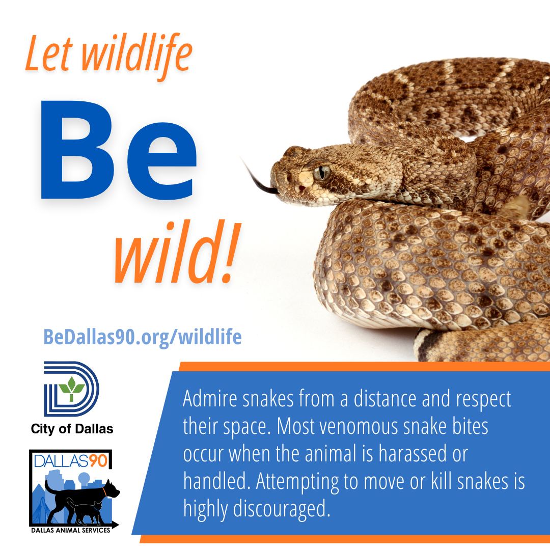 Admire snakes... - Dallas Animal Services and Adoption Center | Facebook