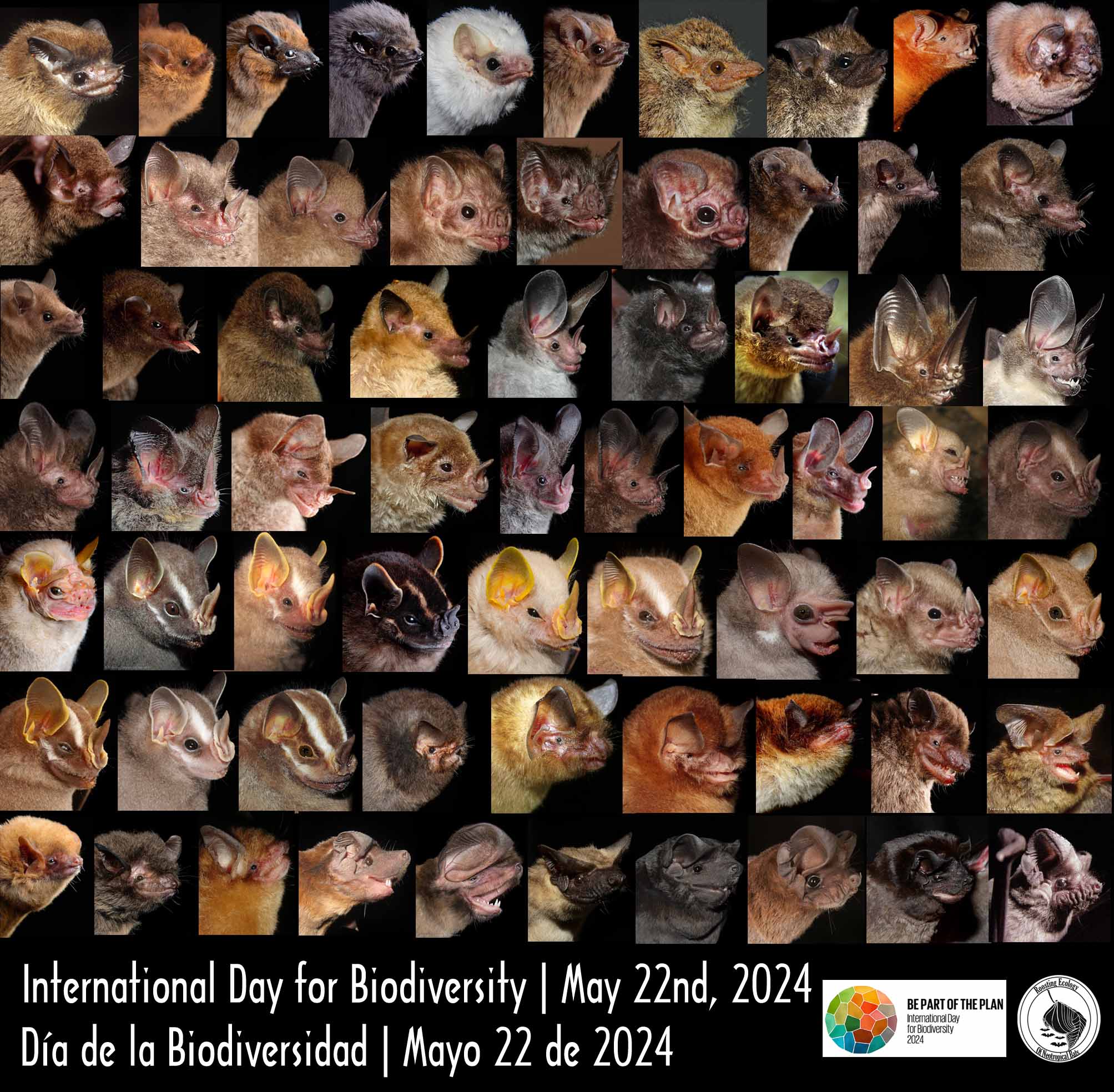 Roosting Ecology of Neotropical Bats