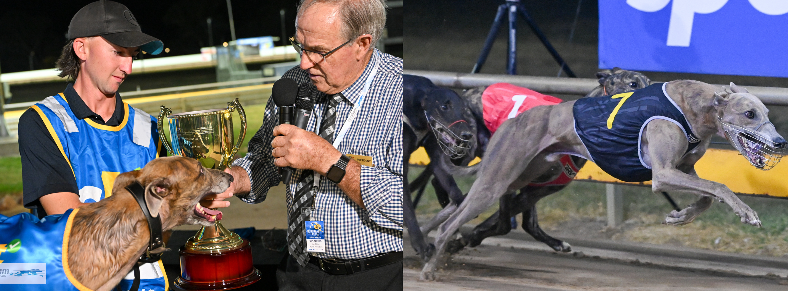 Cranbourne Greyhounds - Catch some gala Gippsland #GreyhoundRacing ...