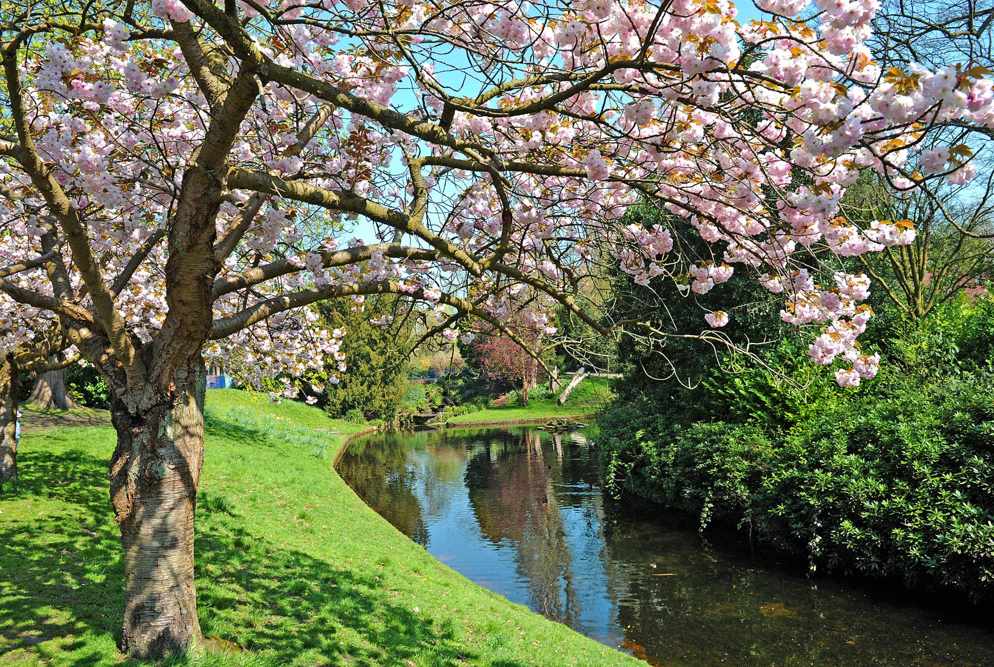 Where to see cherry blossom trees in... - Liverpool Echo News | Facebook