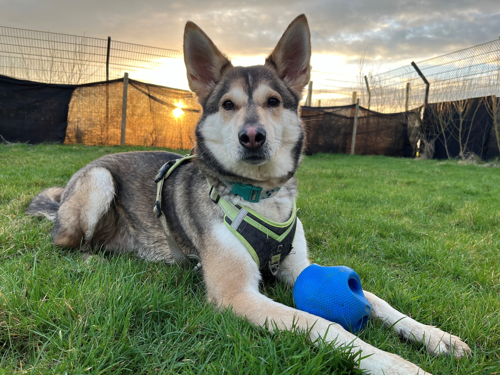 It’s the last week of... - Raystede Centre for Animal Welfare | Facebook