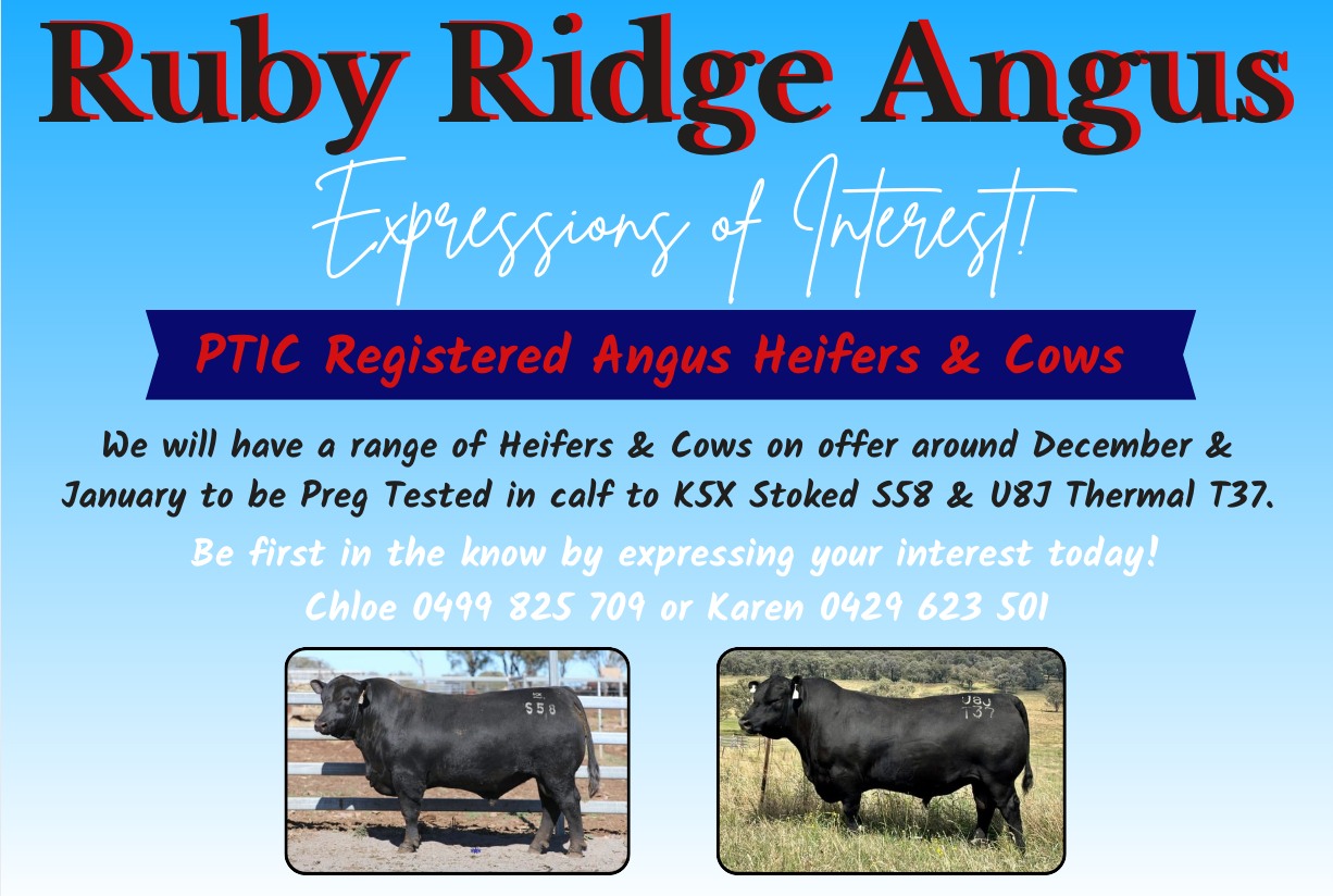 Ruby Ridge Angus | Kingaroy QLD