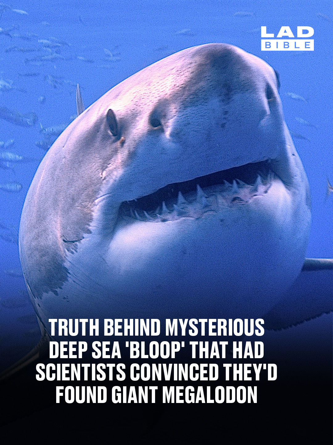 LADbible - It’s a lot bigger than your average shark 😨 | Facebook