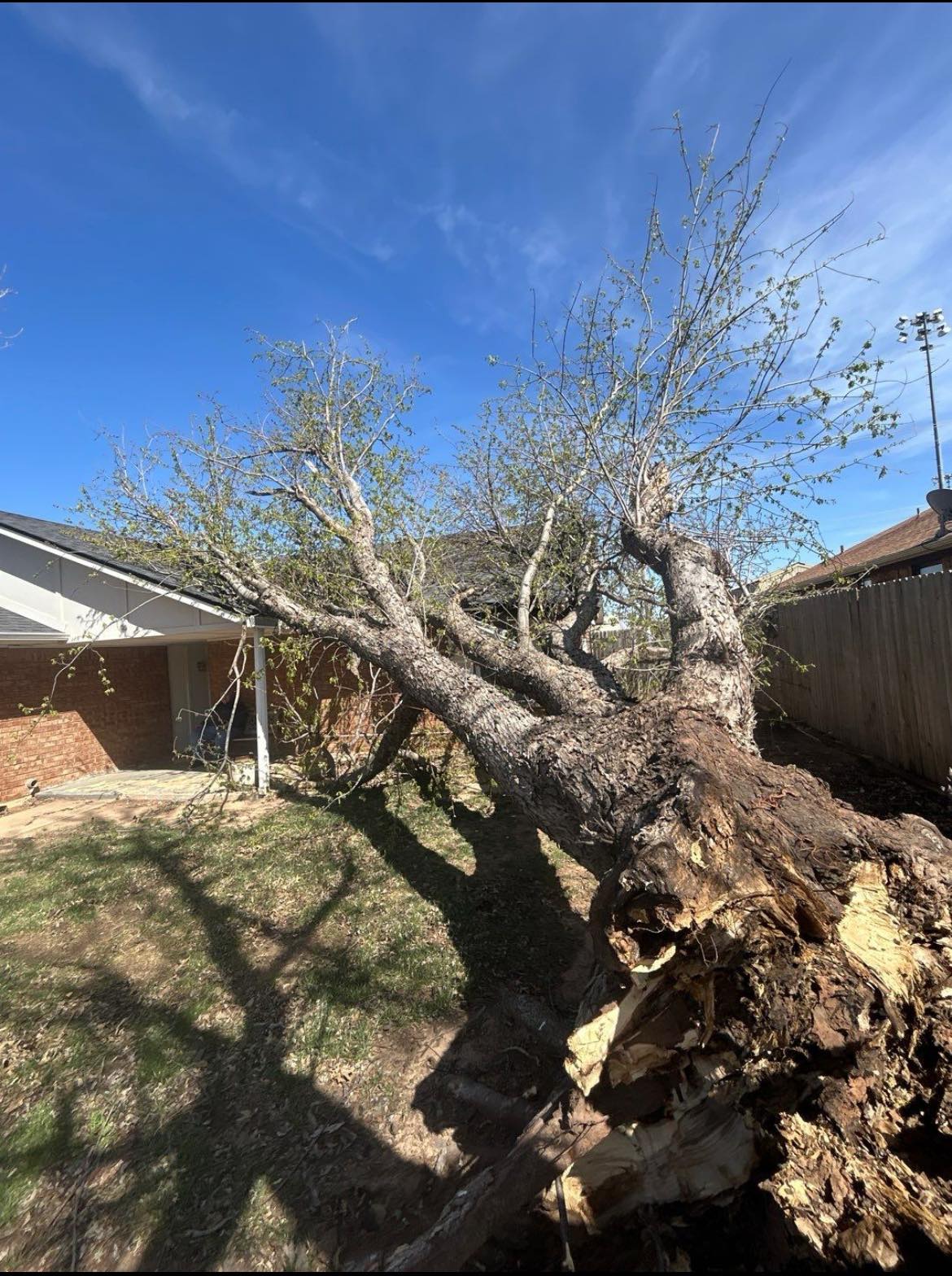 Arbor Image Tree Care | Oklahoma City OK