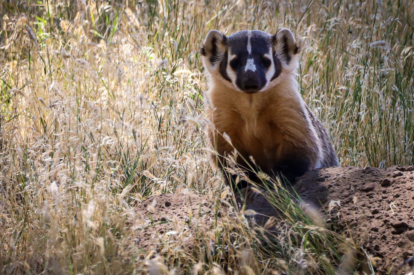 Friends - Have you ever chanced upon an American badger? These ground ...